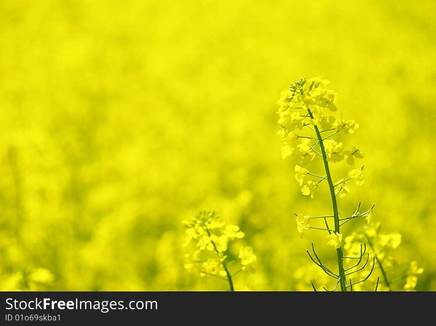 Rape flower in a field