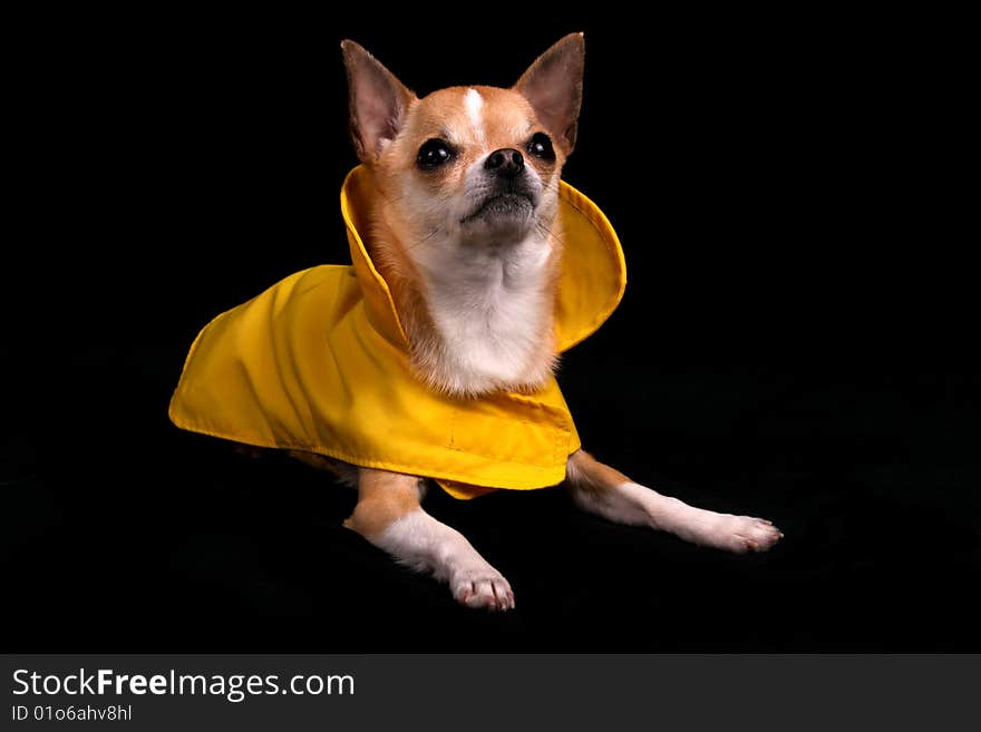 A little Chihuahua in a yellow raincoat, isolated on a black background. A little Chihuahua in a yellow raincoat, isolated on a black background.