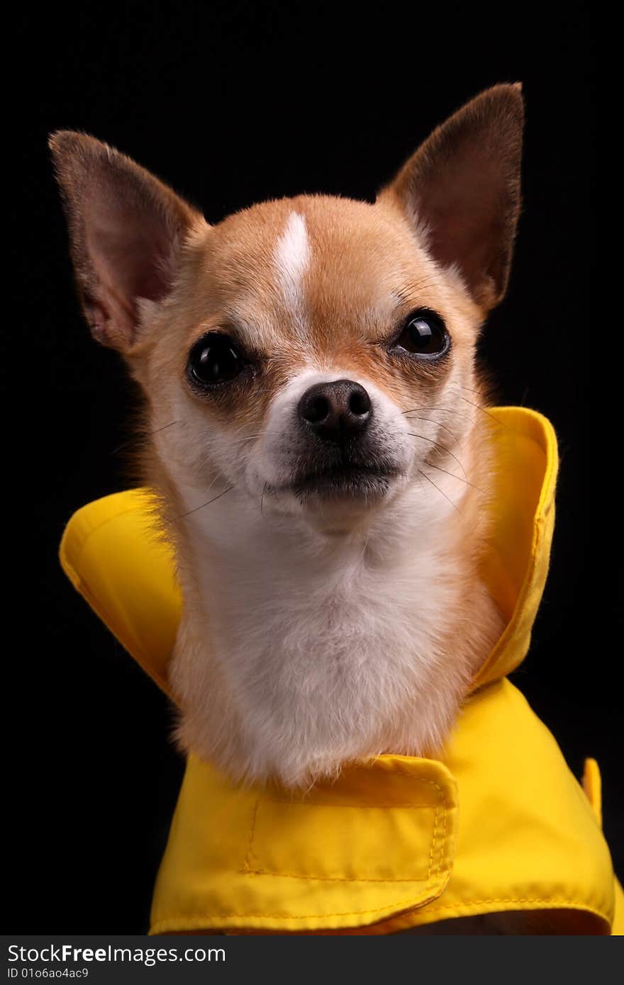 A little Chihuahua in a yellow raincoat, isolated on a black background. A little Chihuahua in a yellow raincoat, isolated on a black background.