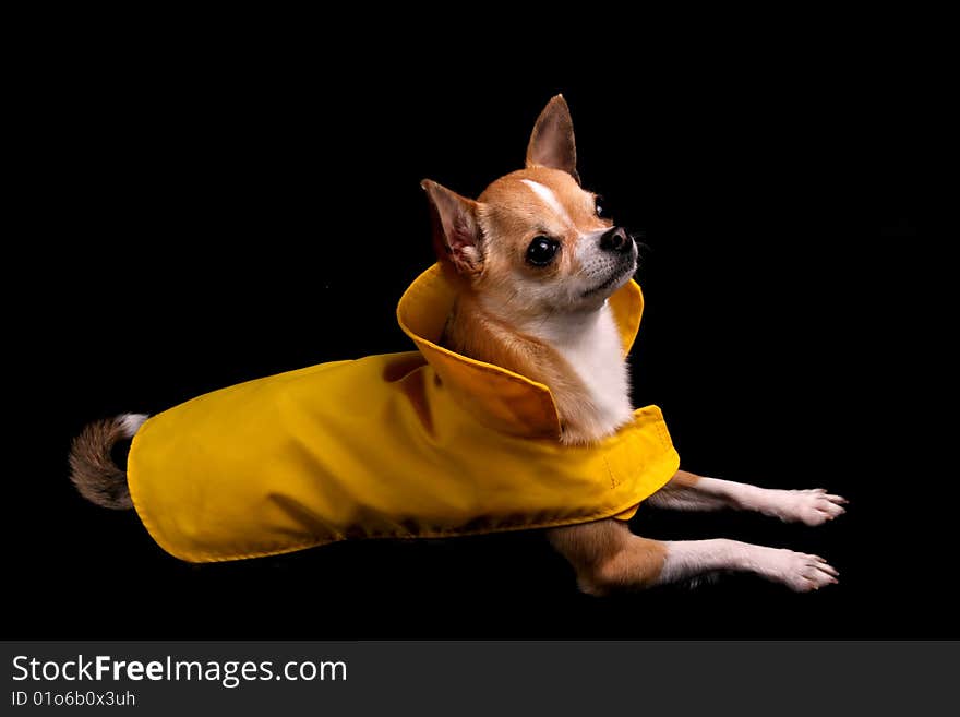 A little Chihuahua in a yellow raincoat, isolated on a black background. A little Chihuahua in a yellow raincoat, isolated on a black background.