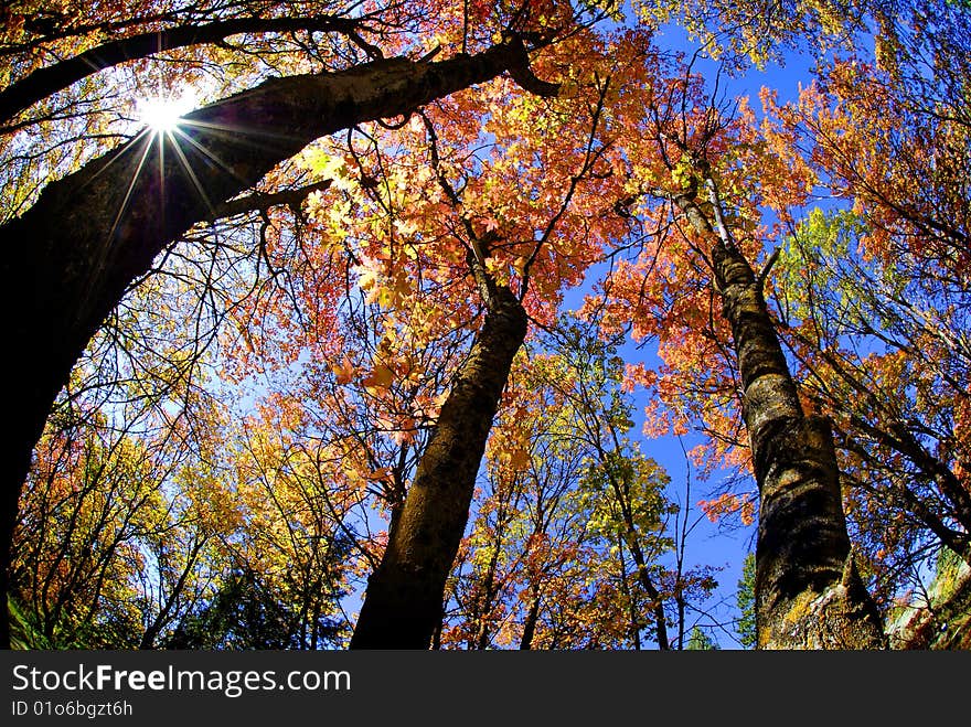 Towering trees in autumn with golden and orange leaves. Towering trees in autumn with golden and orange leaves