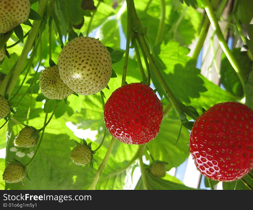 Sweet red stawberry on the plant. Sweet red stawberry on the plant