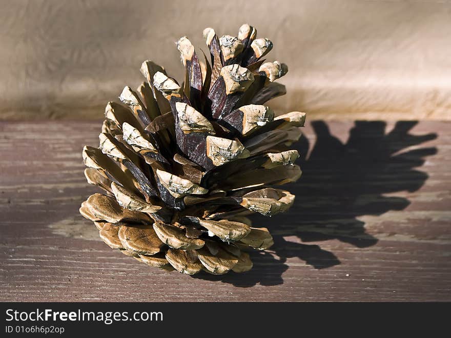 Cone on the wood in the sun with a shadow