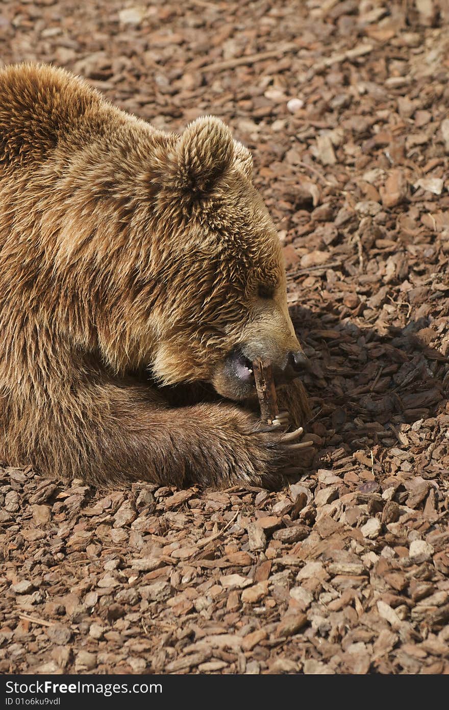 Brown bear (Ursus Arctor) chewing a tree branch. Brown bear (Ursus Arctor) chewing a tree branch