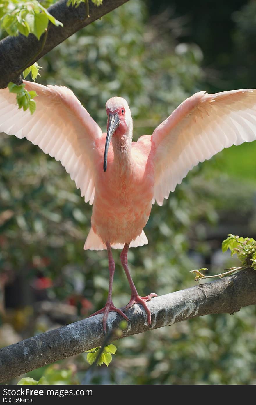 Scarlet Ibis learning to fly - focus on eyes. Scarlet Ibis learning to fly - focus on eyes