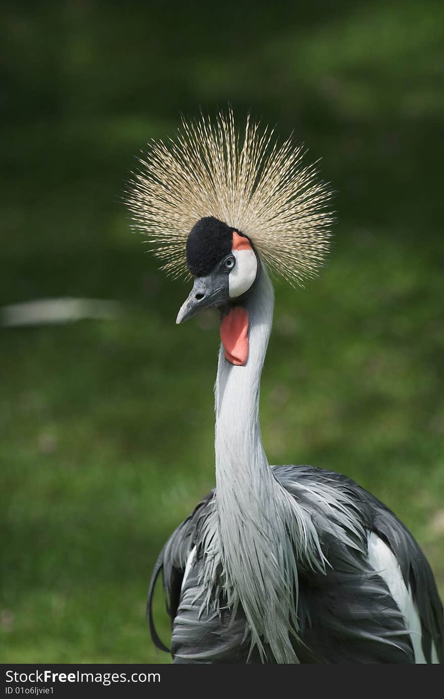 Crowned Crane - Balearica Pavonina showing her best profile