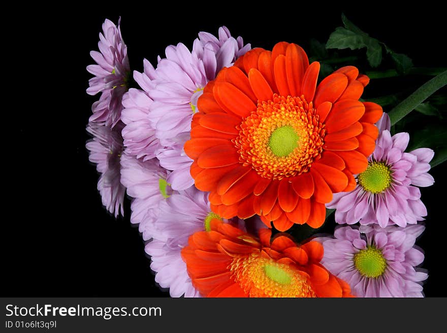 Gerbera flower and pink daisies on mirror. Gerbera flower and pink daisies on mirror