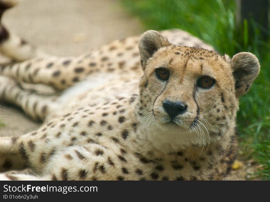 Cheetah (Acinonyx jubatus) looking straight at the camera