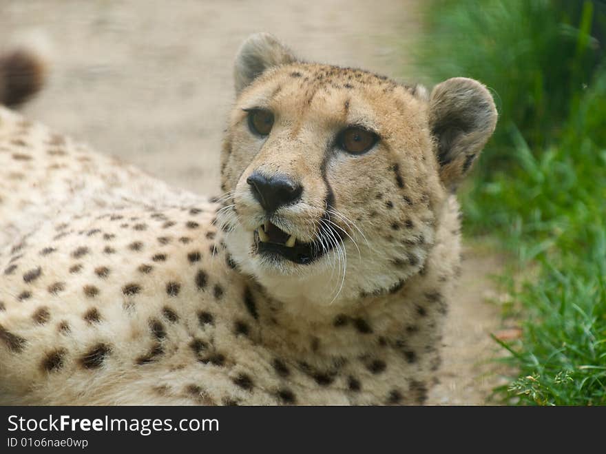 Cheetah (Acinonyx jubatus) is relaxing after a run