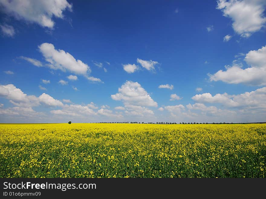 Summer fields