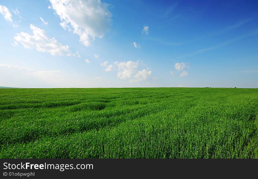 The green field and white cloud