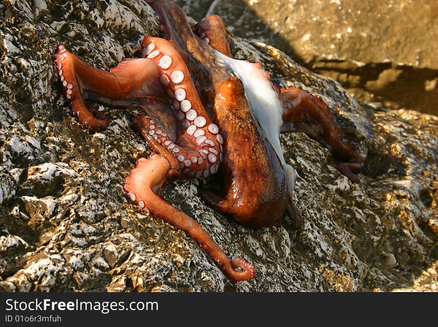 Octopus just caught lying on a rock