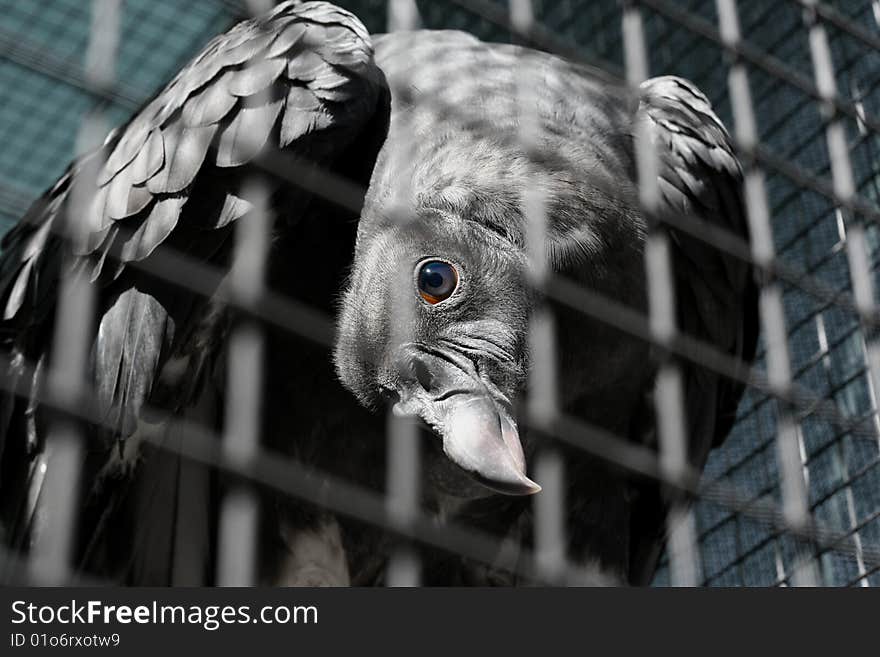 Vulture looking curiously through a cage