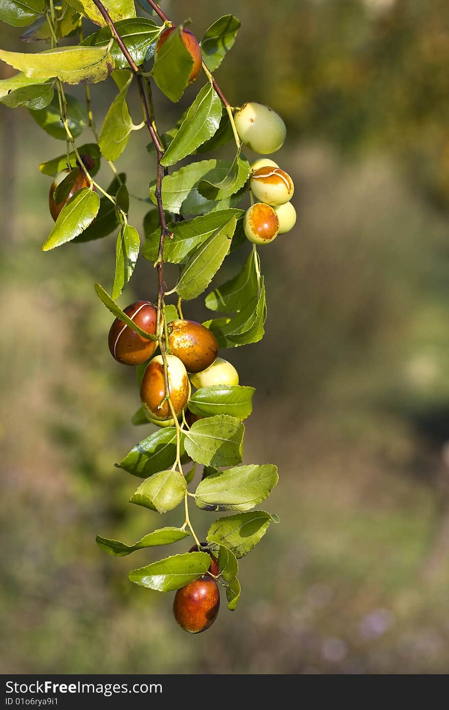 Closeup of a branch of a tree jujubier with nearly ripe fruit