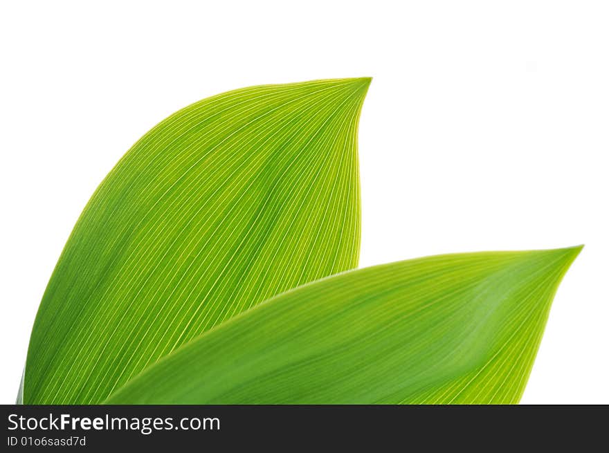 Green leaves on white background