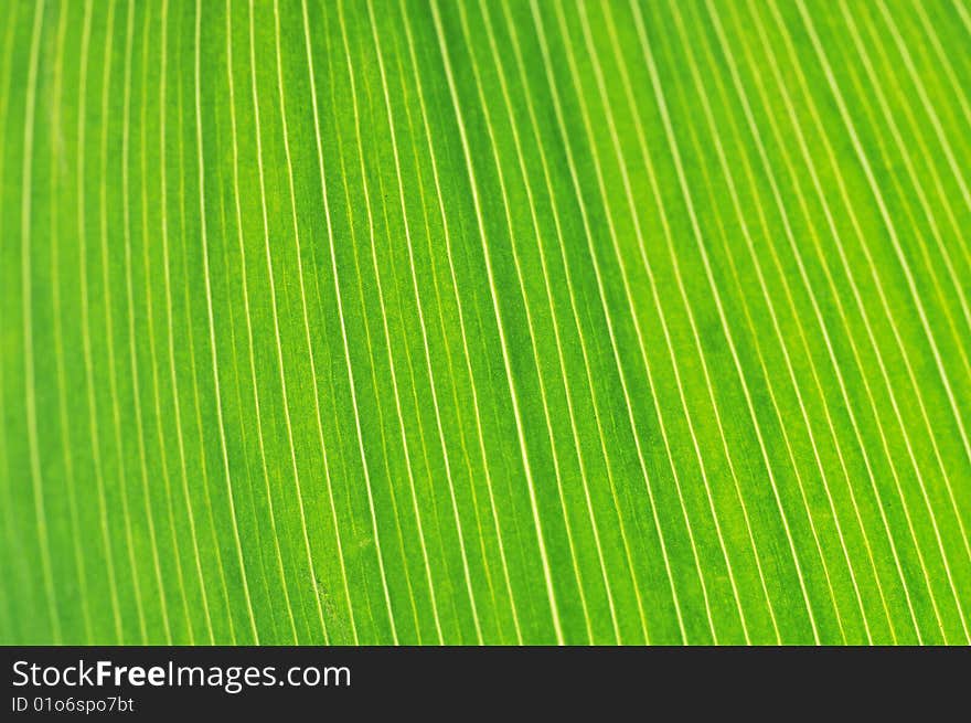 Close up of green leaf