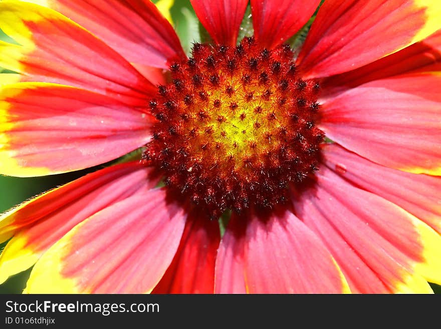 In side details of Chrysanthemum flower macro shot. In side details of Chrysanthemum flower macro shot