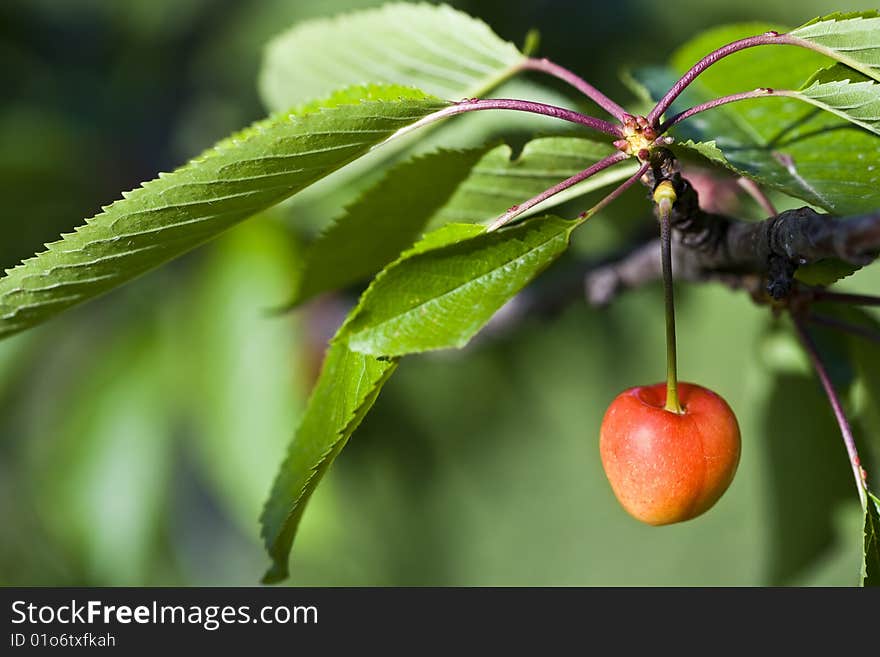 Closeup of a cherry and leaves of a cherry tree