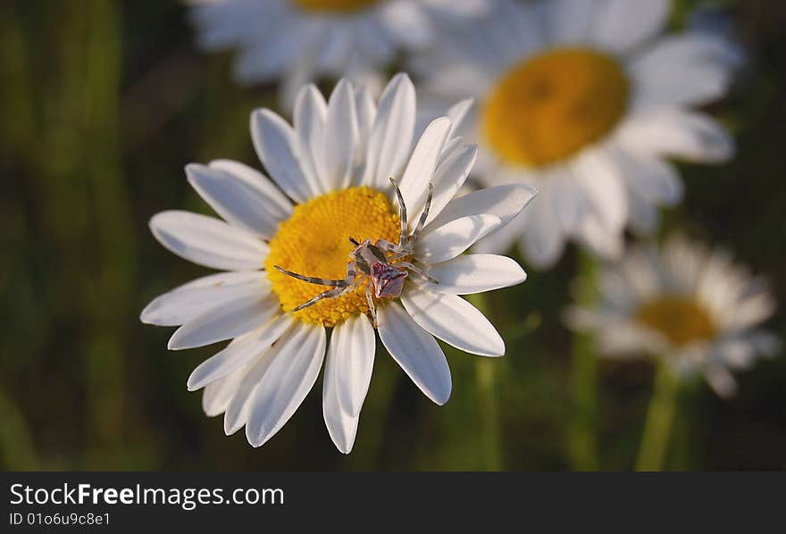 Flower crab spider