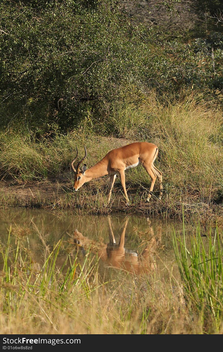 Impala in Sabi Sand, South Africa