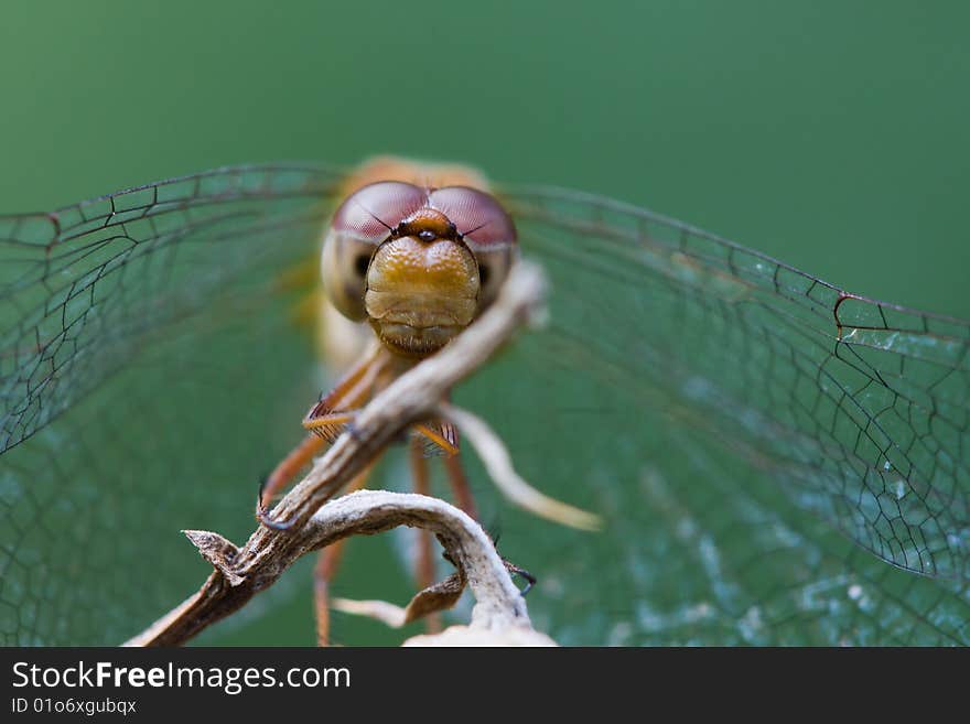 Wandering Glider perched on a twig.