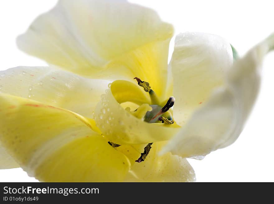 Close up of tulip isolated on white. Close up of tulip isolated on white