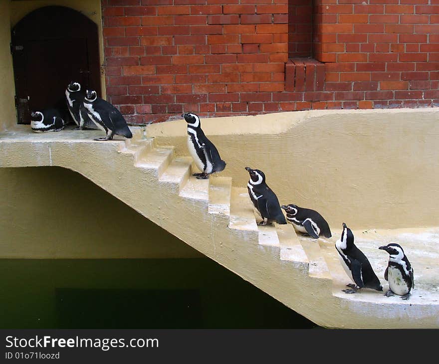 Penguins in Sea Museum in Lithuania. This museum is laid in an old marine fortress. Penguins in Sea Museum in Lithuania. This museum is laid in an old marine fortress.