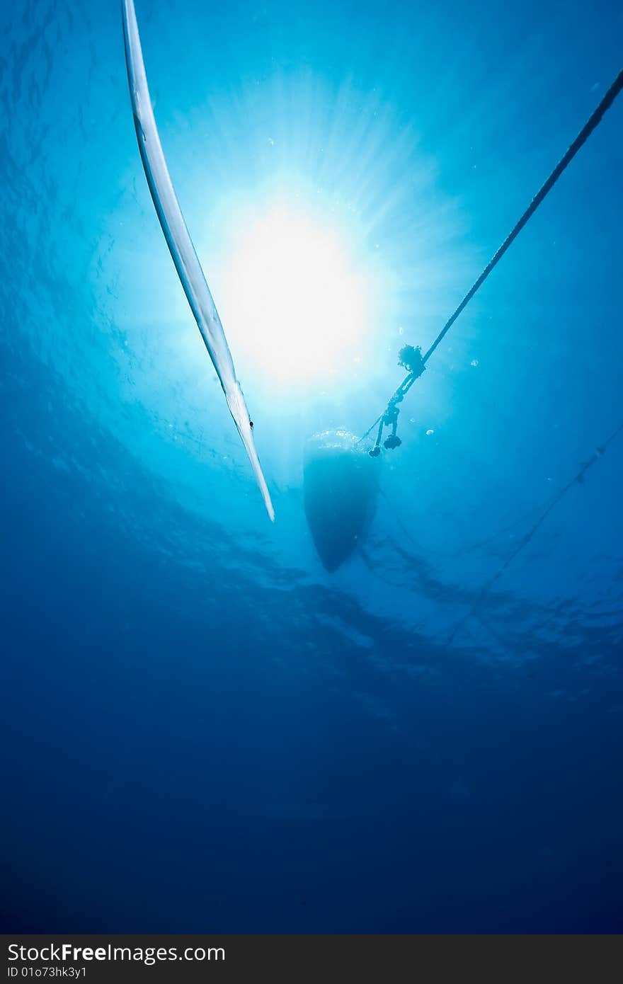 Ocean, sun and cornetfish taken in the red sea.