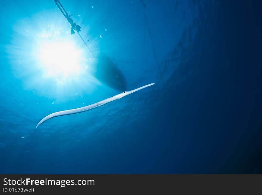 Ocean, sun and cornetfish taken in the red sea.