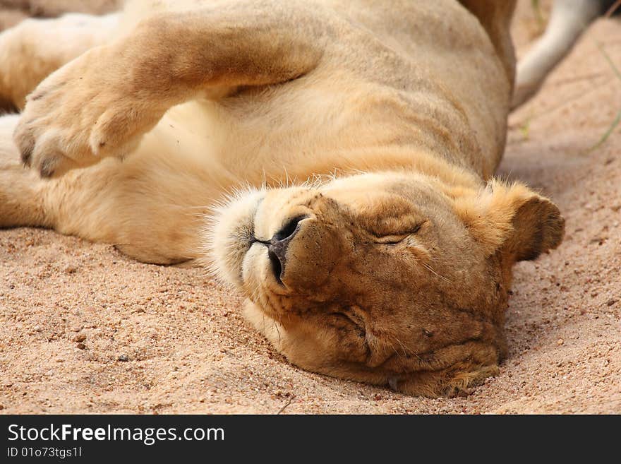 Lions in the Sabi Sand Game Reserve