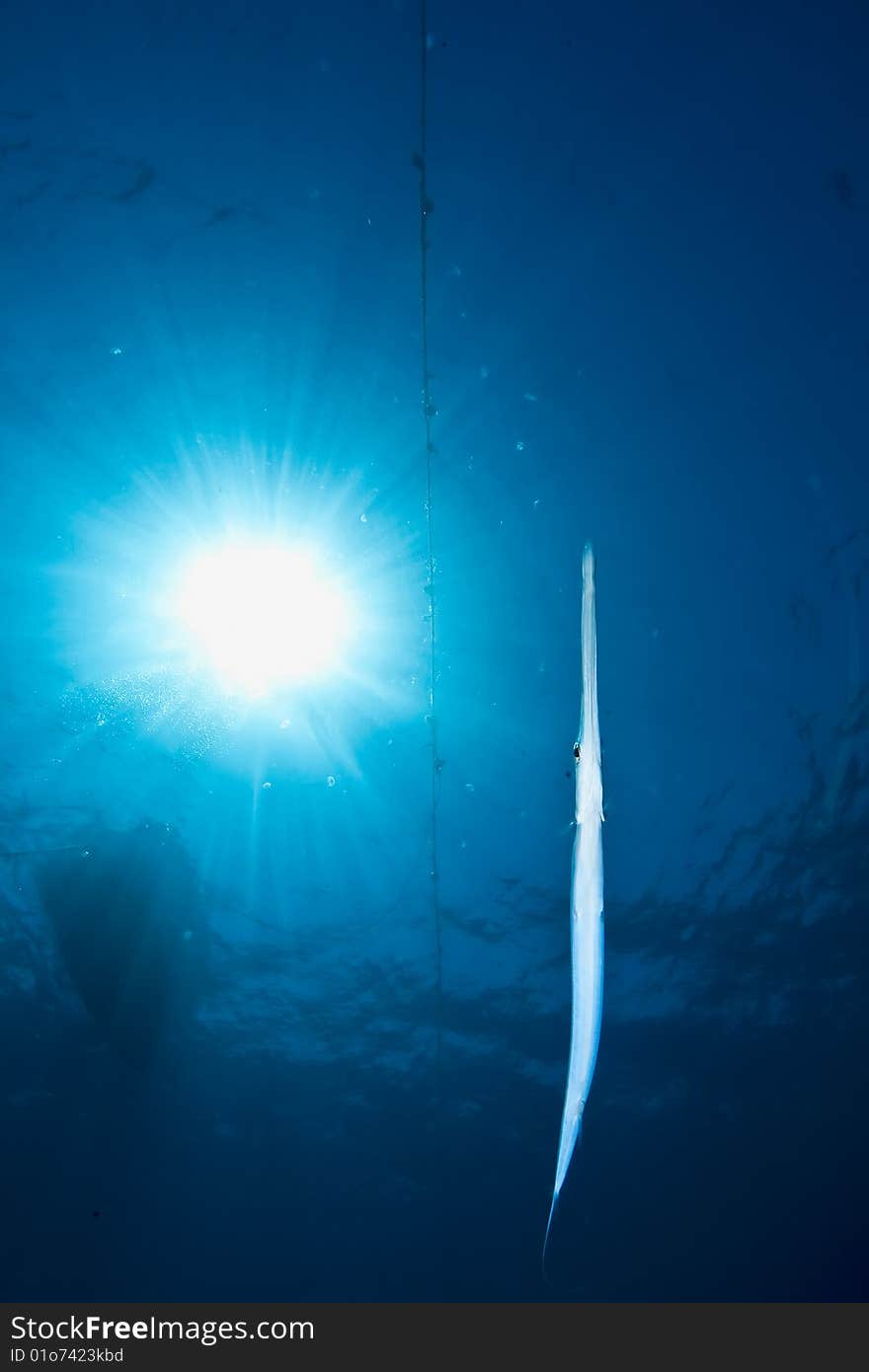 Ocean, sun and cornetfish taken in the red sea.