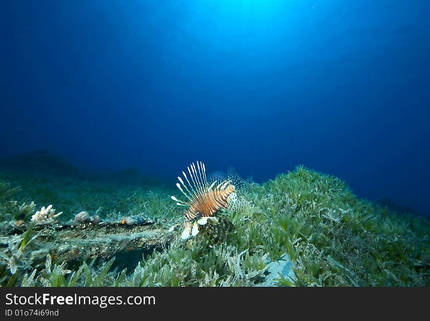 Ocean, sun and lionfish taken in the red sea.