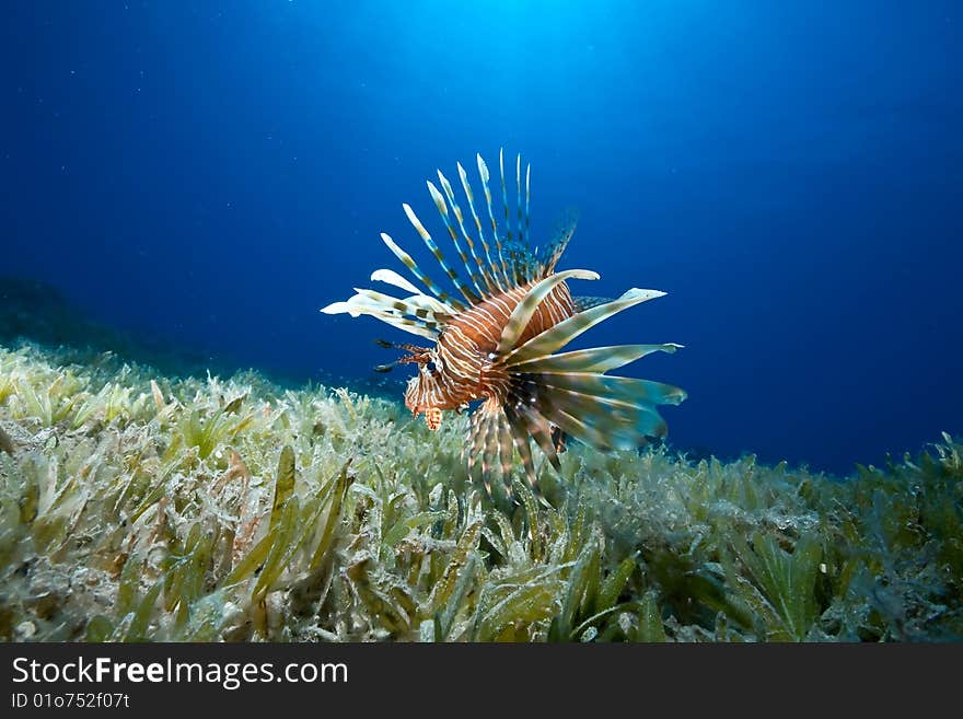 Ocean, sun and lionfish taken in the red sea.