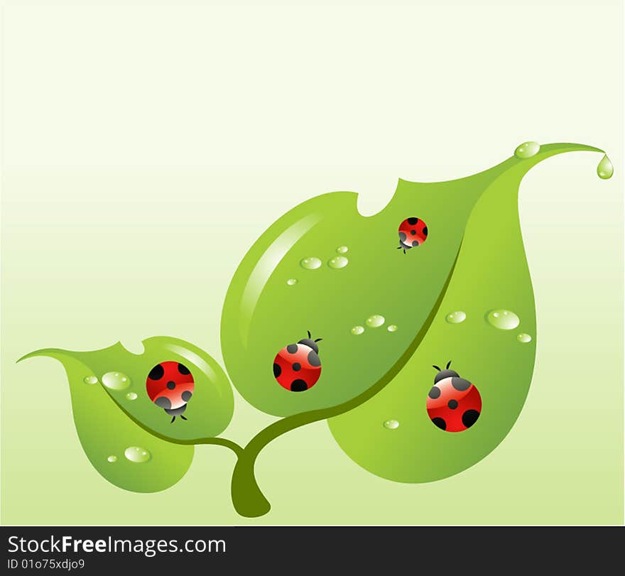 Beautiful red Ladybirds on a green leaf