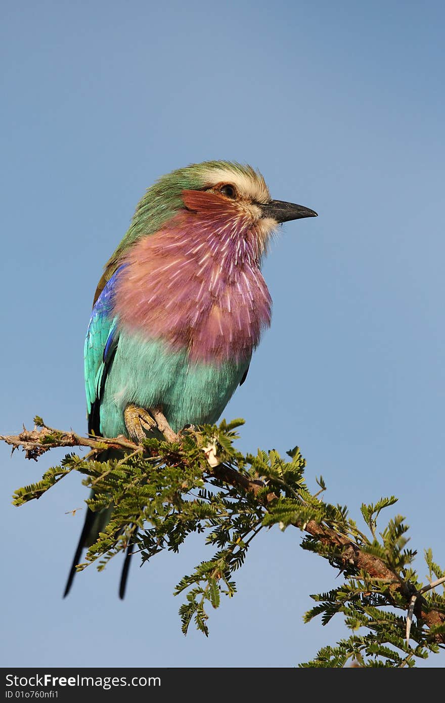 Lilac breatsed roller