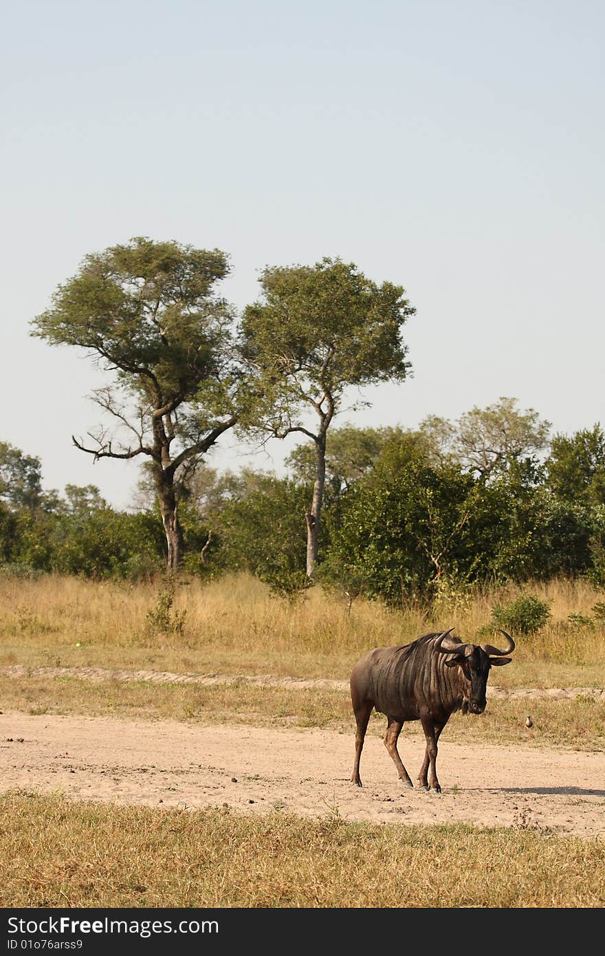 Blue Wildebeest In Sabi Sand Game Reserve