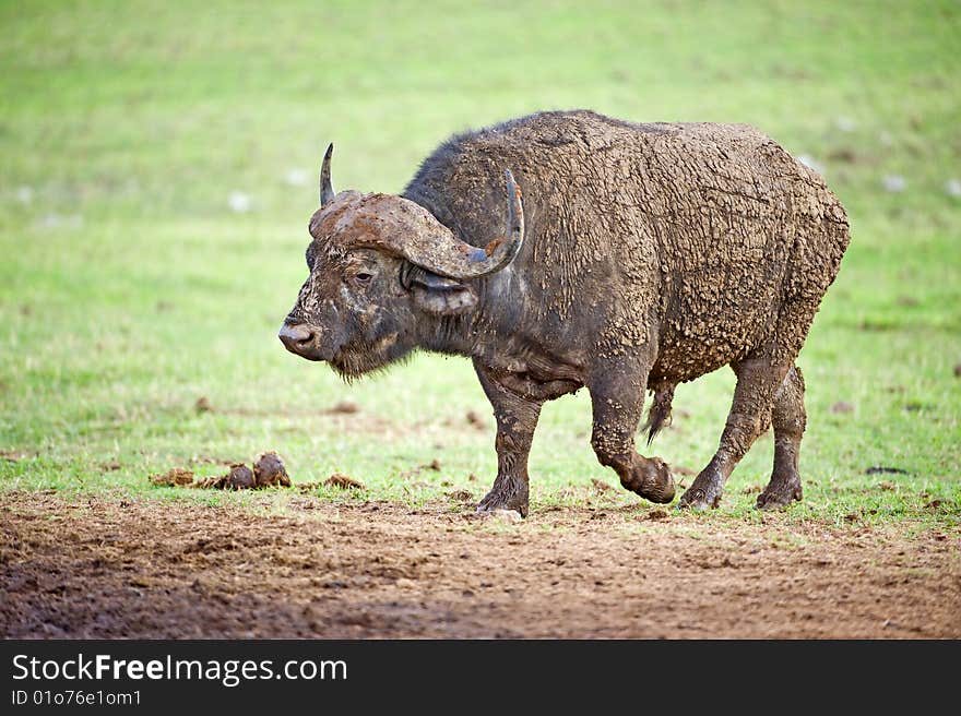 A mud caked bad tempered Buffalo approaches the water. A mud caked bad tempered Buffalo approaches the water