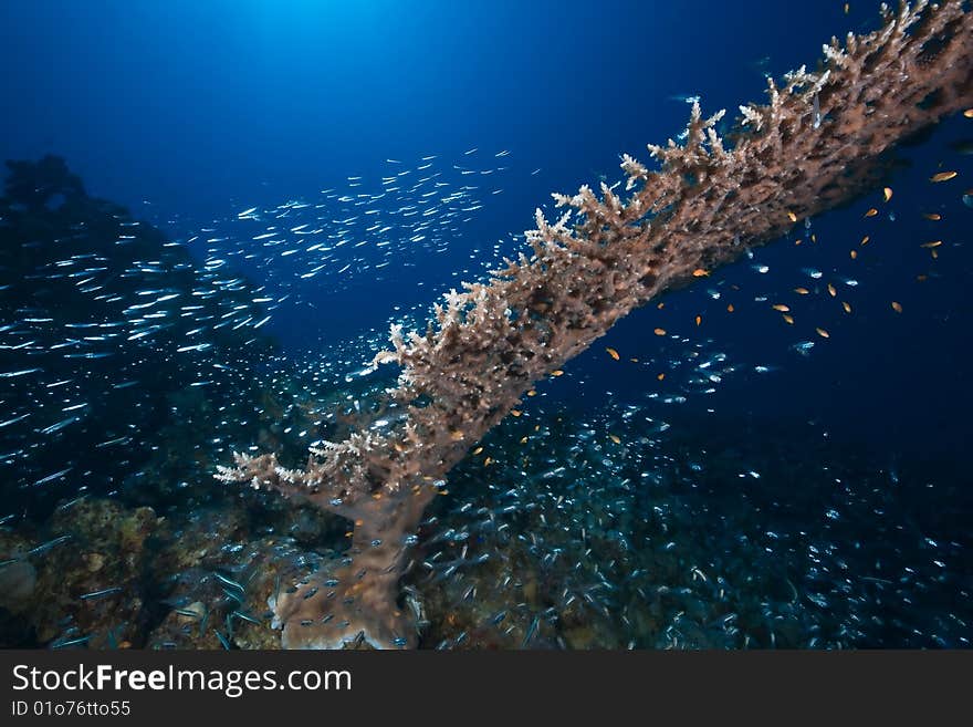 Ocean, sun and fish taken in the red sea.