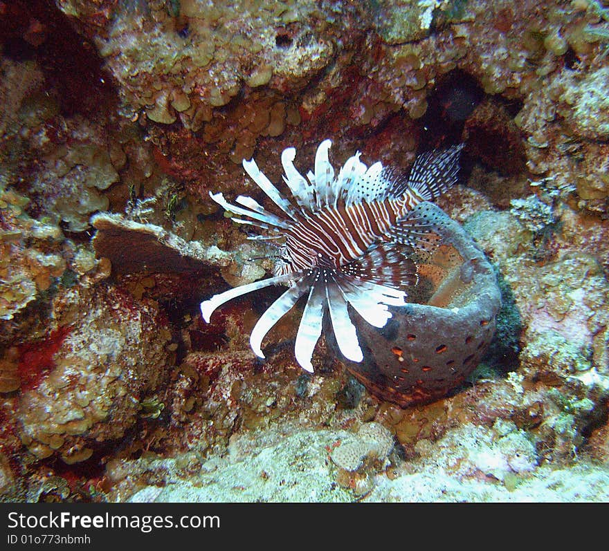 A lionfish surveys a barrel sponge off the coast of san salvador, bahamas - in the bahamas, lionfish are considered a pest, accidentally relocated into the atlantic / carribean waters from the south pacific;. A lionfish surveys a barrel sponge off the coast of san salvador, bahamas - in the bahamas, lionfish are considered a pest, accidentally relocated into the atlantic / carribean waters from the south pacific;