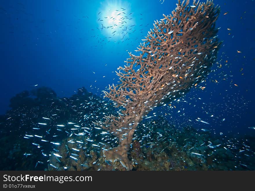 Ocean, sun and fish taken in the red sea.