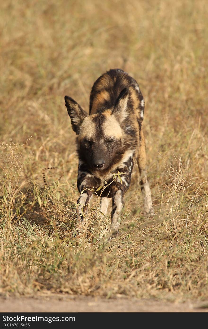 Wild dogs in South Africa