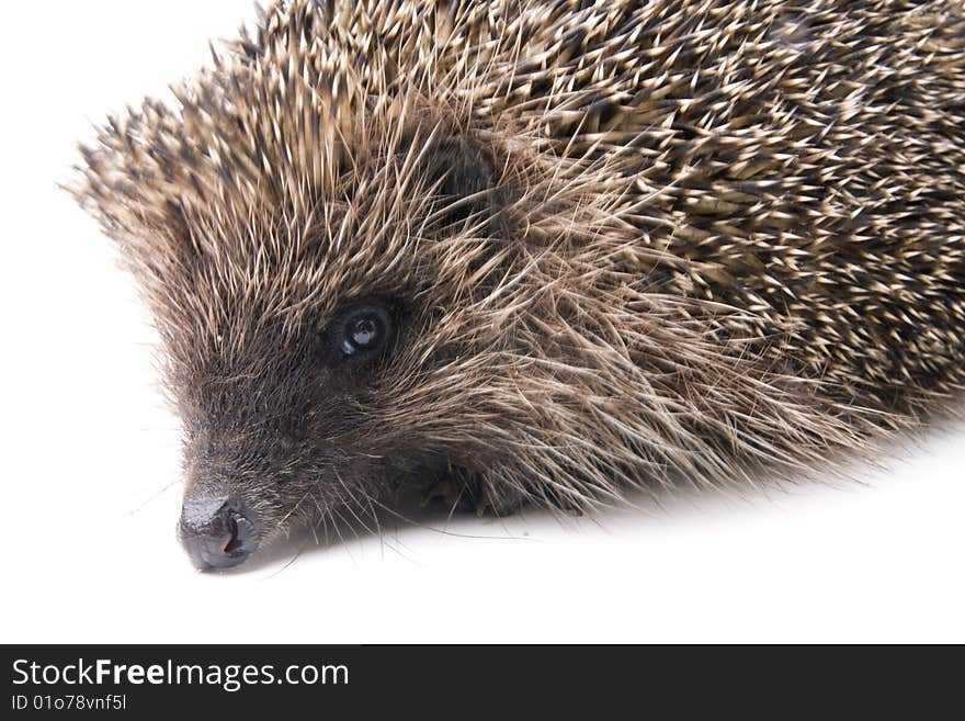 Hedgehog male adult isolated on white