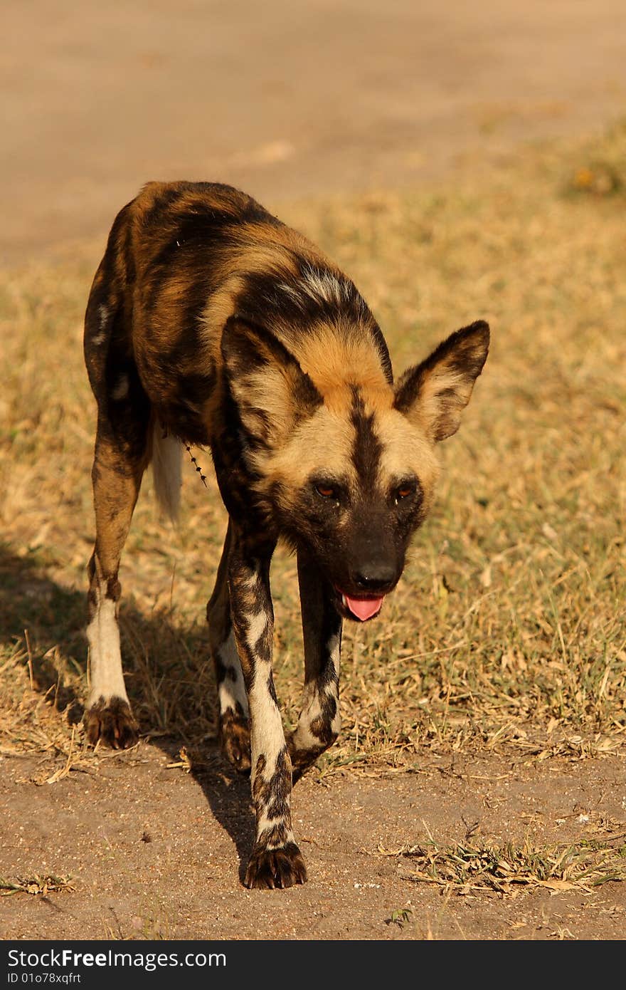 Wild dogs (painted) in Sabi Sand, South Africa. Wild dogs (painted) in Sabi Sand, South Africa