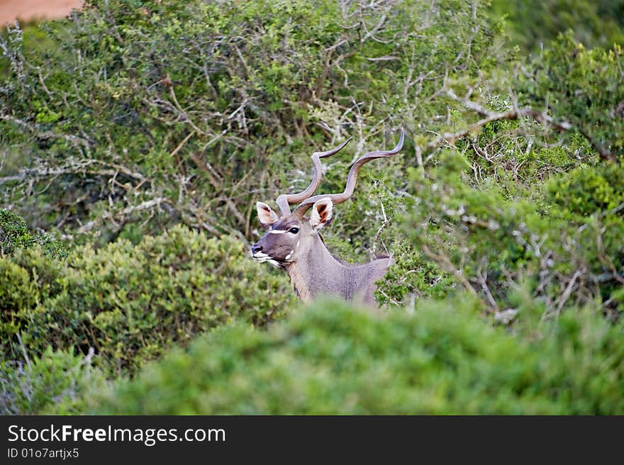 A large kudu bull with long horns peers through the bush. A large kudu bull with long horns peers through the bush