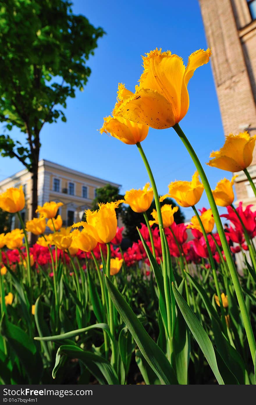 Rows of tulips against blue sky