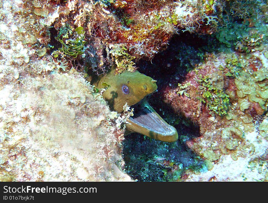 A moray eel peers from his coral lair off the coast of bonaire, honduras;