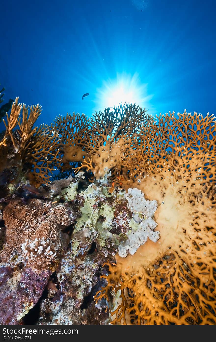 Ocean, sun and fish taken in the red sea.