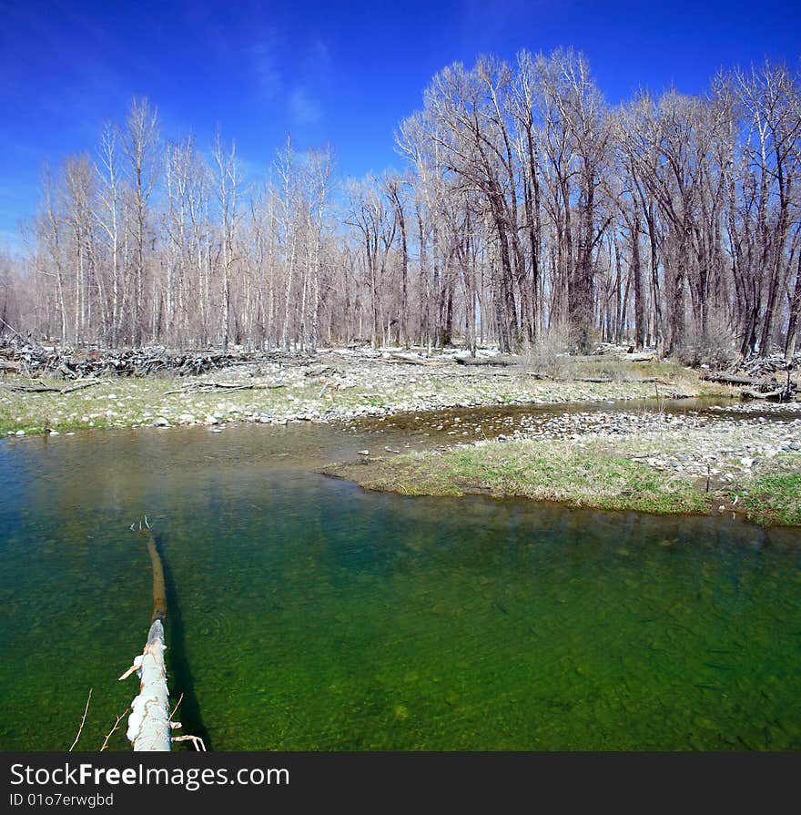 A panoramic of a still pond and trees in Montana.  A fallen tree rests in the pond.