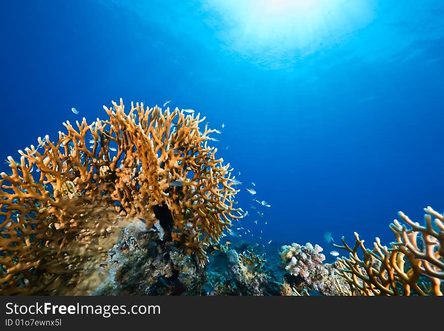 Ocean, sun and fish taken in the red sea.