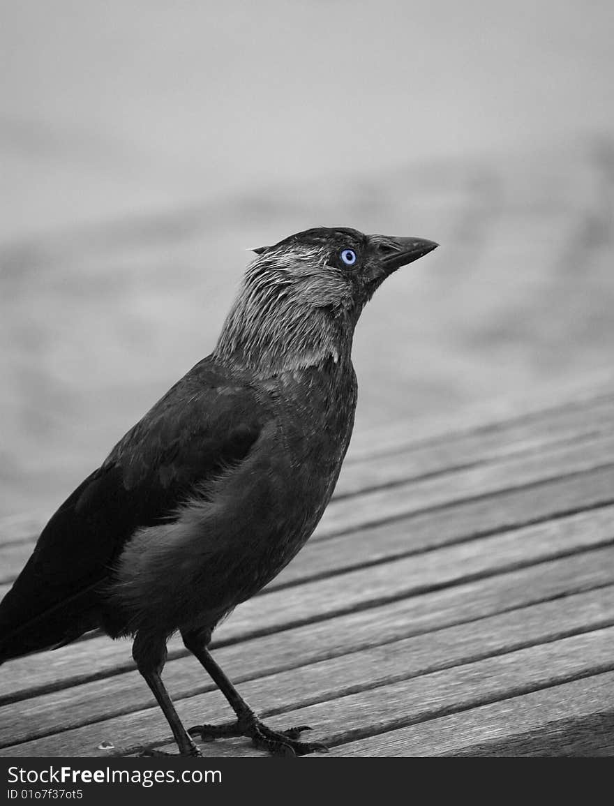 Crow